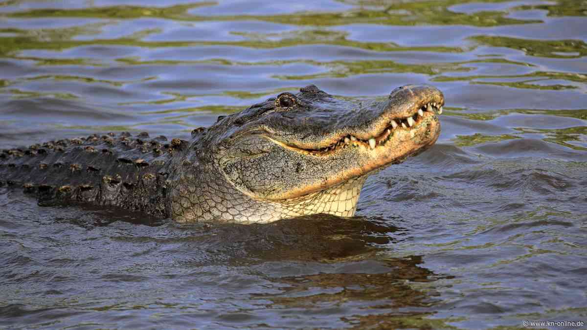 Mordfall In Florida Alligator Hat Leiche Eines Zweij Hrigen Im Maul