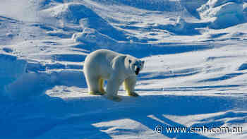 Polar bear kills mother and son in extremely rare attack