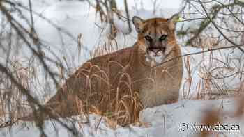 Cougar followed, hissed at hikers in latest incident prompting warning from Alberta Parks