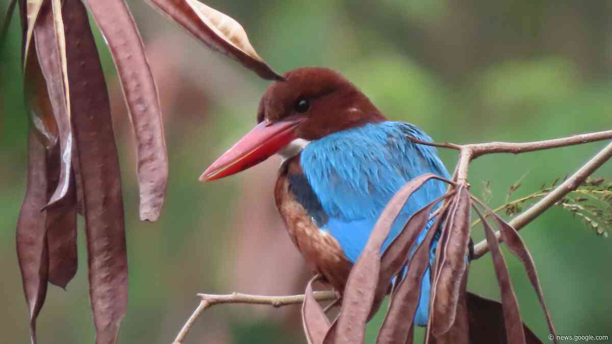 Eye-catching kingfisher adorns campus lake in south China - CGTN