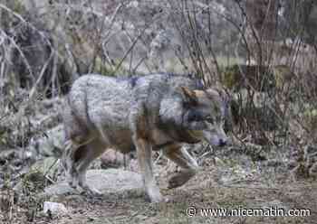 Nouvelle attaque de loup ce vendredi matin à Bormes