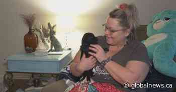 Taber woman surprised with 17 Bernedoodle puppies