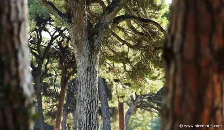 5 conseils pour prendre soin des arbres que l’on a chez soi
