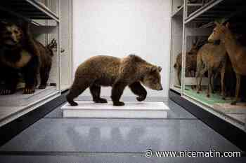 Des ours tués dans les montagnes des Pyrénées entrent au muséum d'histoire naturelle de Toulouse