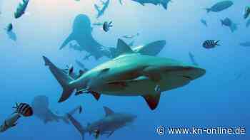 Haie und Rochen: Großteil der Arten an Korallenriffen gefährdet
