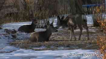 Town council hopes new bylaw will reduce deer on Redcliff streets - CHAT News Today