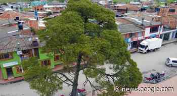 Talarán árbol del parque principal de Carmen de Carupa ... - Pulzo.com