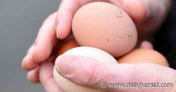 Are backyard chickens the solution for shellshocked egg shoppers?