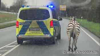 NRW: Ausgebüxte Zebras galoppieren über Bundesstraße in Geldern