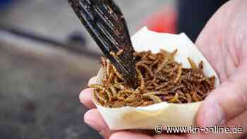Buffalowürmer: So bereiten Sie die Larven des Getreideschimmelkäfers zu