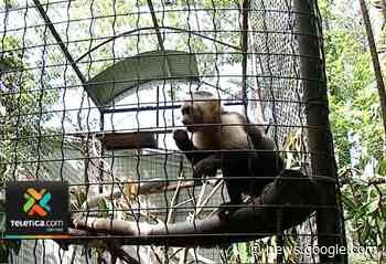 Autoridades rescatan a mono carablanca que tenían de mascota en ... - Teletica.com
