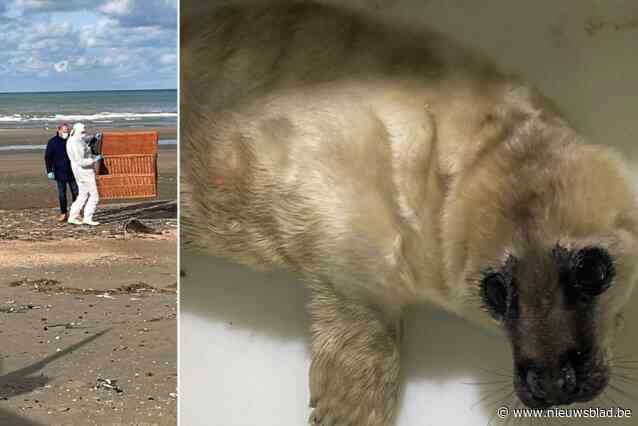 “Viervoeters aan de leiband, want op een donker strand zie je zeehonden vaak niet”: deze maand al twee zeehondjes gewond na confrontatie met loslopende honden, pup van twee weken oud verloor zelfs teentje