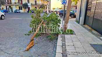 Crotone, alberi cadenti in Piazza Armando Lucifero ~ CrotoneOk.it - CrotoneOK.it