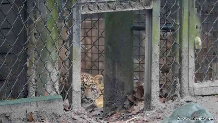 Tierpark Hagenbeck : Leopardenbabys wollen mit Ausflug ins Freie noch warten