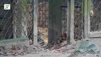 Tierpark Hagenbeck: Leopardenbabys dürfen erstmals ins Freie, aber …