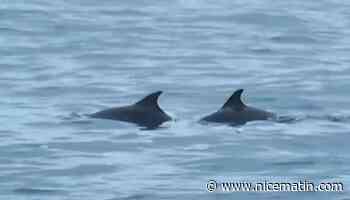 Nage avec les dauphins: amendes pour trois exploitants de la Côte d'Azur
