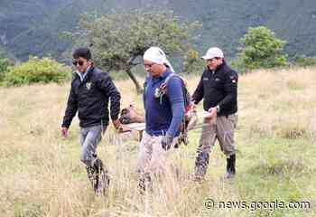 Nuevo ataque de osos andinos en Píllaro – Diario La Hora - Diario La Hora