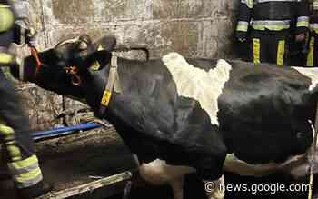 Brandweer bouwt trap van pallets om koe uit melkput in ... - Leeuwarder Courant