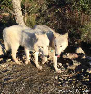 "On a peur qu'ils les tuent": manifestation pour garder deux loups spécialisés en recherche de victimes à Mouans-Sartoux