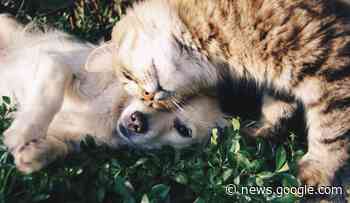 Geel zoekt zelfstandige dierenopvangers: "Weggelopen honden in ... - RTV