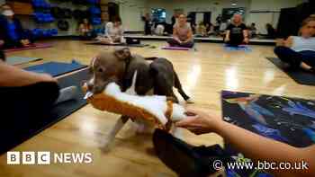 Downward dog is easy in this pup-filled yoga class