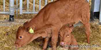 Rinderzüchter und Milchbauern freuen sich über Rekordwerte ... - NN.de