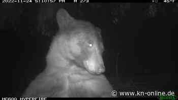 Colorado: Schwarzbär macht 400 Selfies mit Wildkamera