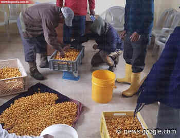 Cusubamba exporta uvilla - La Gaceta