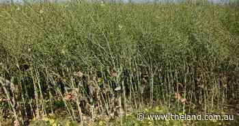 Sow winter crops as early as possible
