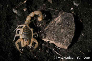 Une nouvelle espèce de scorpion découverte dans le massif de la Sainte-Baume