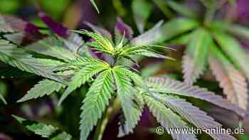 HHC: Wie sicher ist der legale Cannabiswirkstoff?