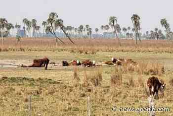 Sauce: la sequía pone en jaque al ganado por falta de alimentos - Norte Corrientes