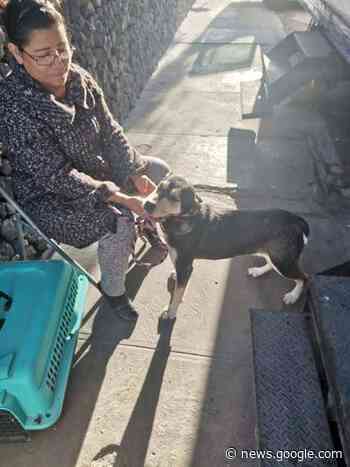 Crece cultura por el cuidado de las mascotas en Monclova - Vanguardia MX