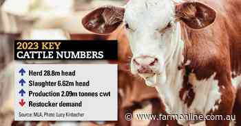 Cattle herd swells but can we process and sell the beef?