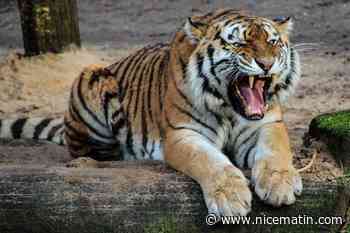 Un tigre en liberté sème la panique près de Johannesburg