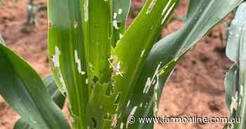 Fall army worm causing concern in the south