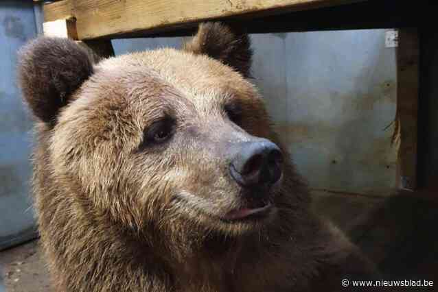 “Een enorm verschot”: Oekraïense beer, die tanden stukbeet, plots bevallen van drie welpjes