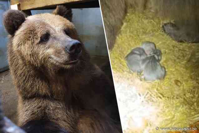 “We doen er alles aan om geboortes te vermijden”, maar nu was het te laat: Oekraïense beer die tanden stukbeet plots bevallen