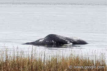 Dead humpback near Masset is third in a month - Terrace Standard - Terrace Standard