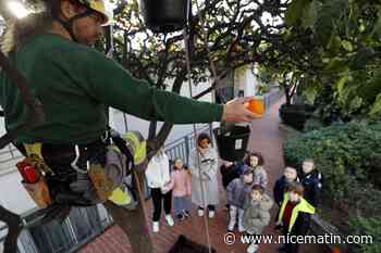 Des écoliers de maternelle de l’école du Parc à Monaco découvrent la tradition de la récolte de l’orange amère