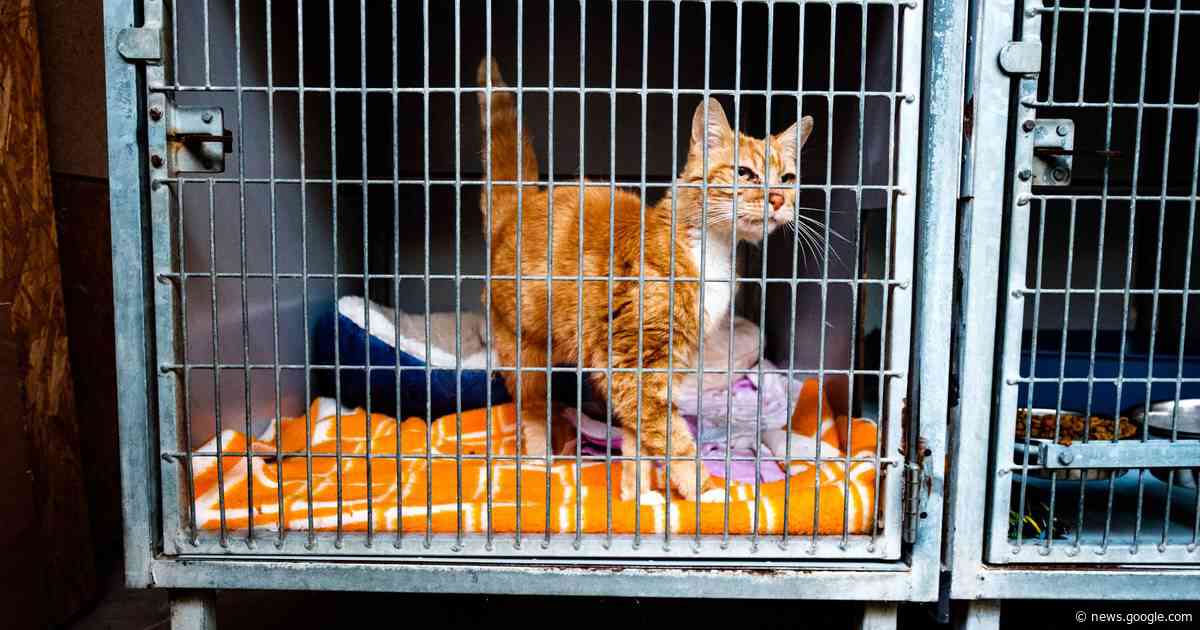 Vangactie voor zwerfkatten op 6 en 7 februari | Kluisbergen | hln.be - Het Laatste Nieuws