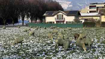 Ungewöhnliches Aussehen sorgt für Aufsehen: Warum diese Schafe grün sind