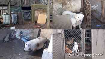 Samarate, 42 animali abbandonati in una discarica: il blitz ... - malpensa24.it