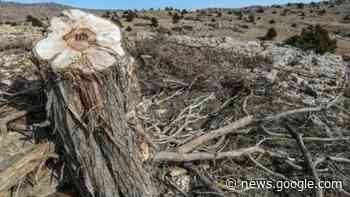 Los árboles milenarios de Líbano, amenazados por la tala ilegal - SWI swissinfo.ch en español