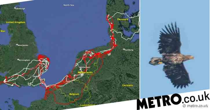 This is what a sea eagle’s two year and 10,000 mile journey looks like