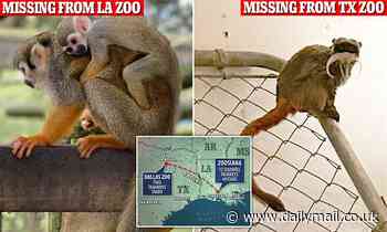 Now 12 squirrel monkeys are missing from Louisiana Zoo days after two were stolen from Dallas Zoo