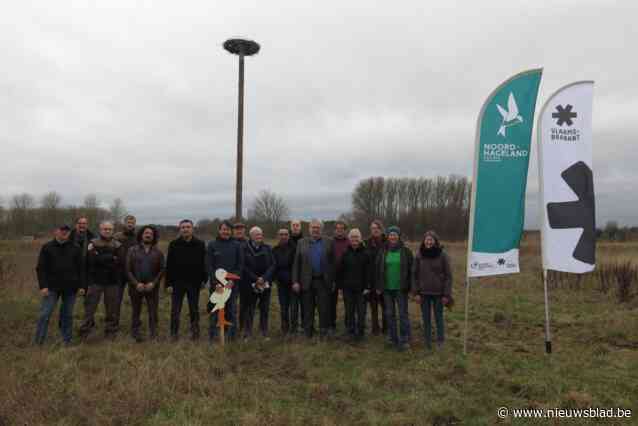 Tien nieuwe ooievaarsnesten geïnstalleerd: “Binnenkort spreken we over de ooievaarsvallei van Vlaanderen”