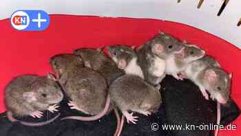 Rheinland-Pfalz: Frau in Wissen hielt 800 Ratten in ihrem Haus