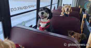 Canine commute to dog park on Calgary school bus making tails wag with delight
