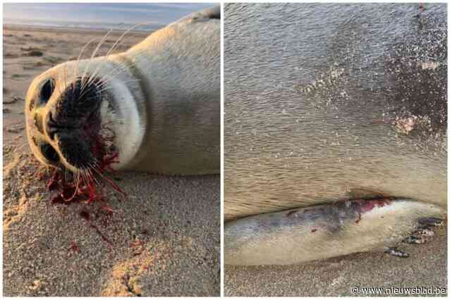 Opnieuw zeehondje doodgebeten door hond, vrijwilligers stilaan wanhopig: “Mensen lachen ons uit als we vragen hun viervoeters aan te lijnen”